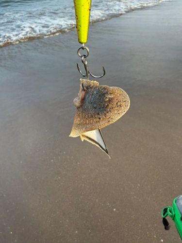 ウシノシタの釣果
