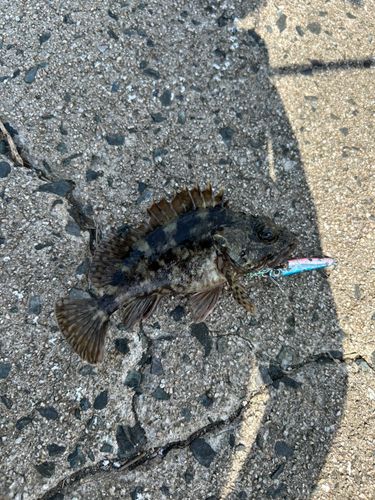 カサゴの釣果