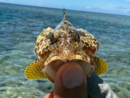 イシガキハタの釣果