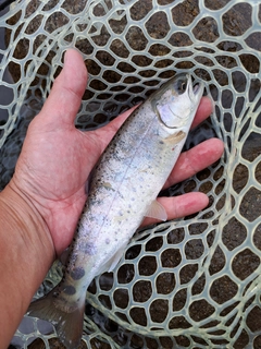 ヤマメの釣果