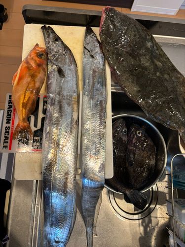 タチウオの釣果