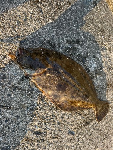 ヒラメの釣果