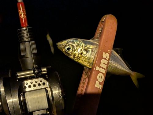 マアジの釣果