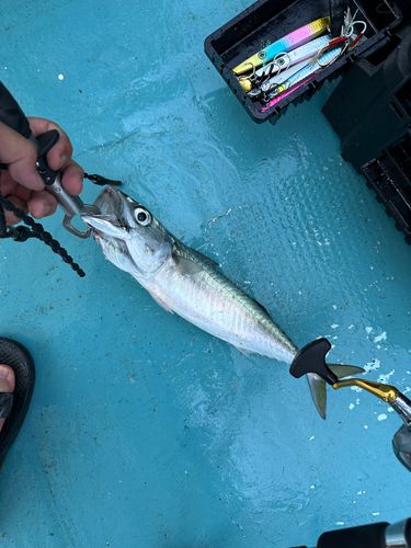 サバの釣果
