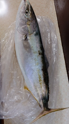 ブリの釣果