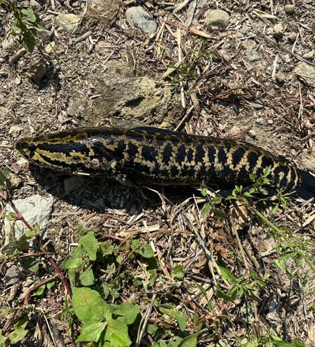 ライギョの釣果