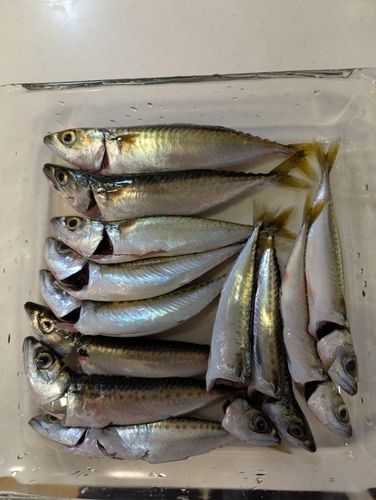 サバの釣果