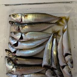 サバ