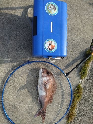 マダイの釣果