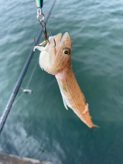エソの釣果
