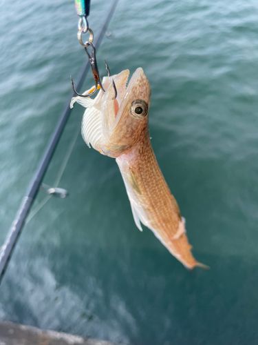 エソの釣果