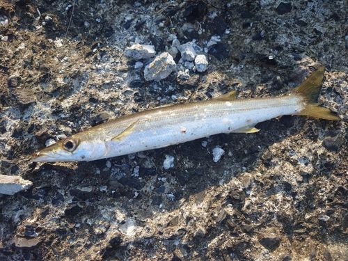 カマスの釣果