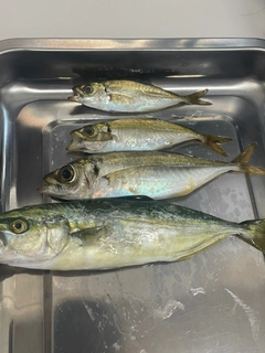 サバの釣果