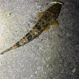 マゴチ