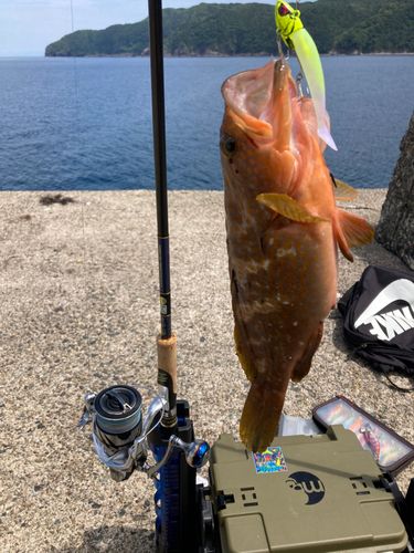 アコウの釣果