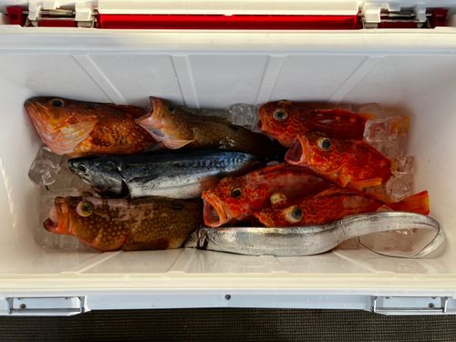 ソウダガツオの釣果