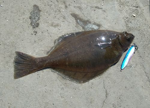 カレイの釣果