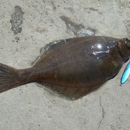 カレイ