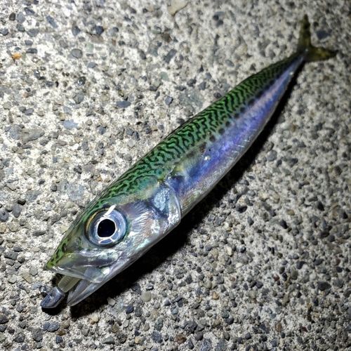 サバの釣果
