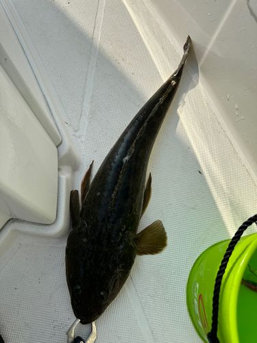 マゴチの釣果