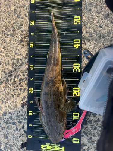 マゴチの釣果