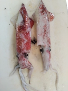シロイカの釣果