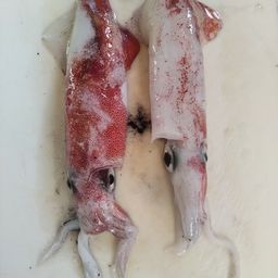 シロイカ