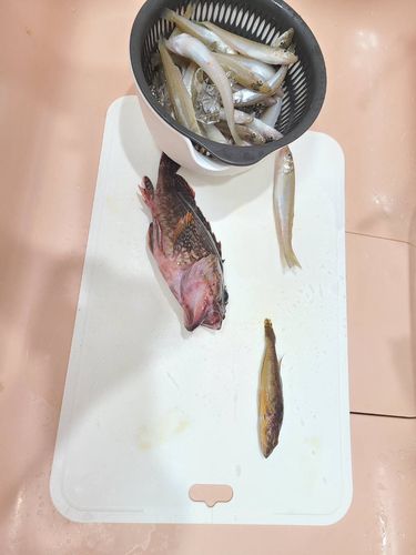 キスの釣果