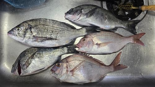 クロダイの釣果