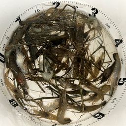 テナガエビ