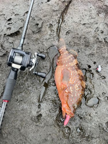 キジハタの釣果