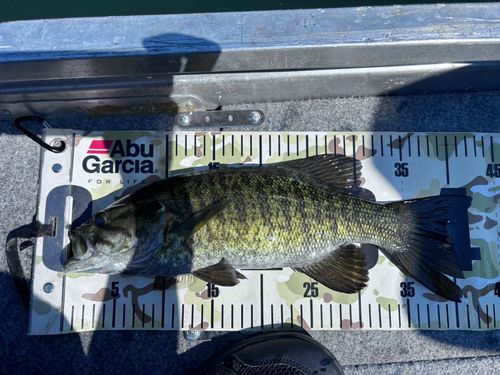 スモールマウスバスの釣果