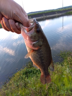ラージマウスバスの釣果
