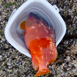 アカハタ