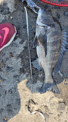 チヌの釣果