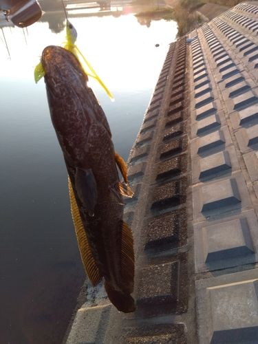 ライギョの釣果