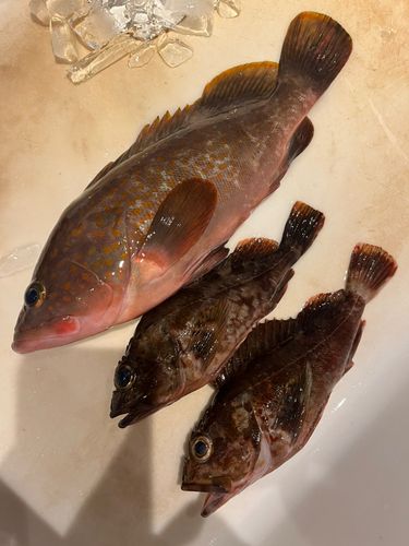 キジハタの釣果