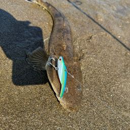 マゴチ