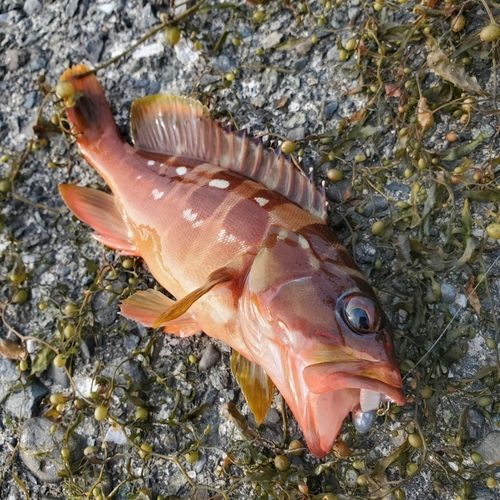アカハタの釣果
