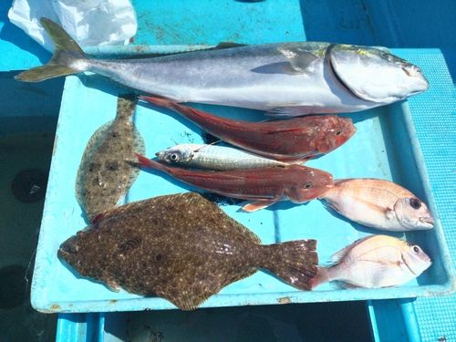ブリの釣果