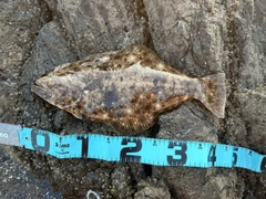 ヒラメの釣果