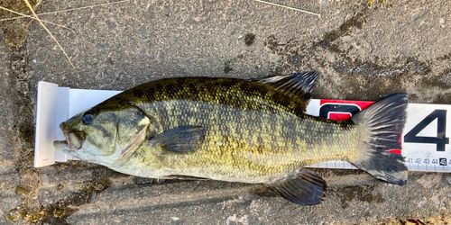 スモールマウスバスの釣果