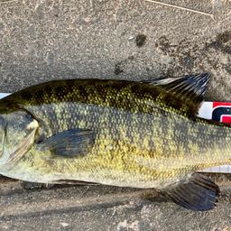 スモールマウスバス