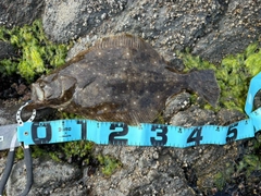 ヒラメの釣果