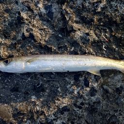 カマス