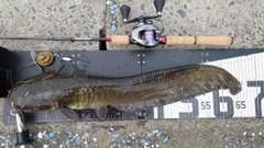 ナマズの釣果