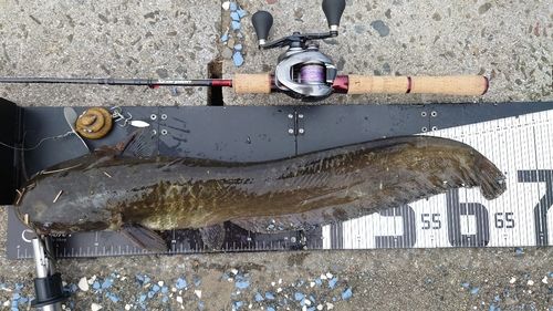 ナマズの釣果