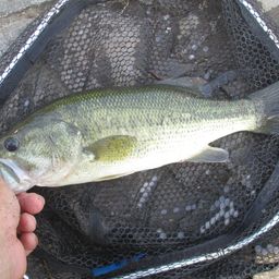 ラージマウスバス