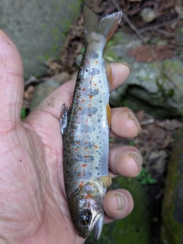 アマゴの釣果
