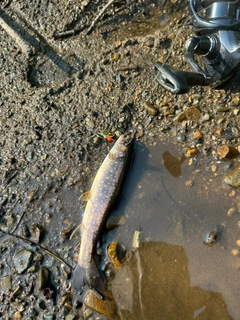 イワナの釣果